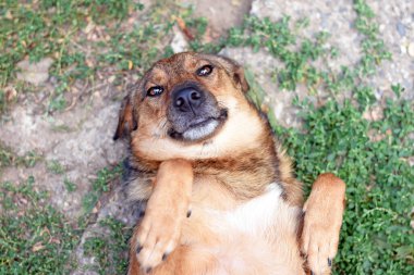 Mutlu köpek eğilmiş bacaklarıyla sırt üstü uzanıyor. yüksek kaliteli fotoğraf