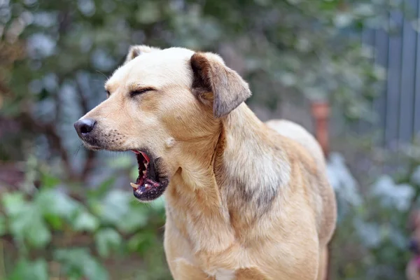 Köpek ağzı açık esniyor. Yüksek kalite fotoğraf
