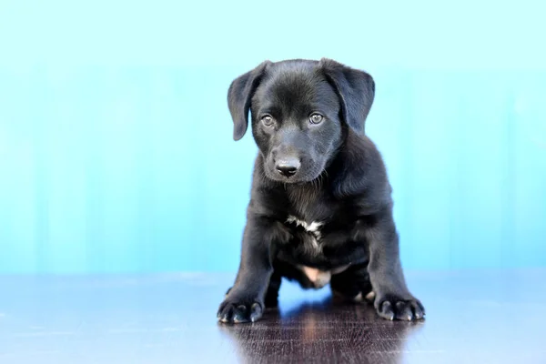 蓝色背景上的黑色漂亮的小狗 高质量的照片 — 图库照片