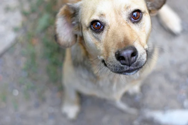 devoted dog look. the dog looks up. dog portrait. High quality photo