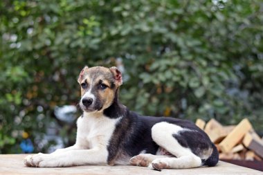 Kesik kulaklı üzgün bir köpek yavrusunun portresi. Yüksek kalite fotoğraf