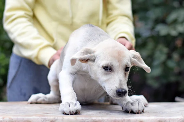 Masada uzun tırnaklı küçük beyaz bir köpek yavrusu oturuyor. Yüksek kalite fotoğraf