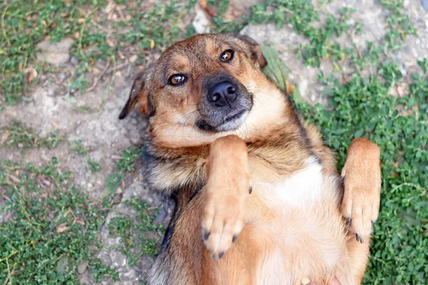 Mutlu köpek eğilmiş bacaklarıyla sırt üstü uzanıyor. yüksek kaliteli fotoğraf