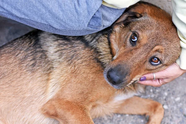 Señora Abraza Perro Perro Acurruca Ante Dueño Foto Alta Calidad — Foto de Stock