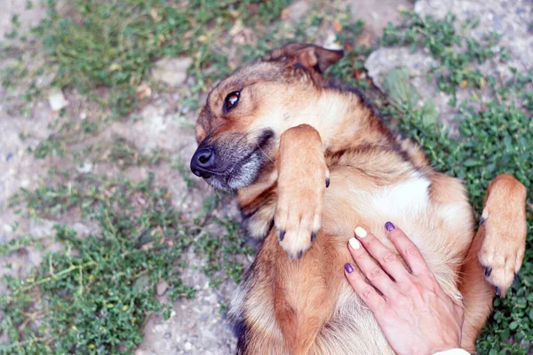 Cão Feliz Encontra Costas Com Pernas Dobradas Foto Alta Qualidade — Fotografia de Stock