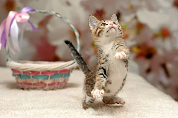 Bonito safado gatinho joga e salta na cama. gatinho bonito — Fotografia de Stock