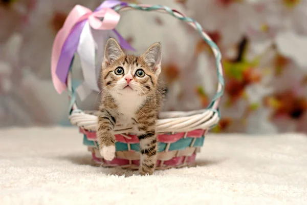 Um pequeno gatinho bonito rasteja para fora de uma cesta de vime. gatinho na cama — Fotografia de Stock