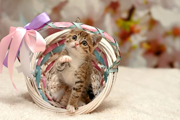 Yaramaz kedi yavrusu hasır bir sepeti devirdi. Tekir kedicik.