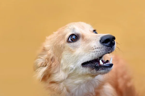 portrait of a surprised dog on a yellow background. dog emotions.