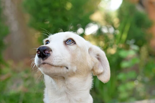 一只绿色背景的可爱的白色小狗的肖像 小狗抬头看 — 图库照片