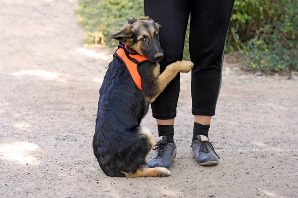 Timido Cucciolo Coccola Contro Gamba Del Suo Proprietario Cucciolo Una — Foto Stock