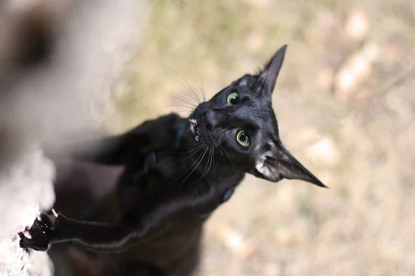 Um gato oriental preto está subindo um tronco de árvore. — Fotografia de Stock