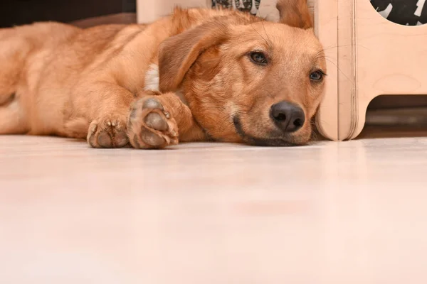 Mutlu kızıl köpek evin zemininde yatıyor. Yazı için boş alan — Stok fotoğraf