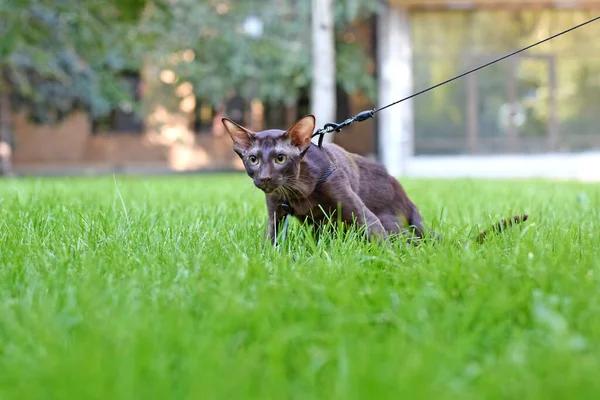 an oriental cat on a leash walks on a green lawn. cat walks in the park.