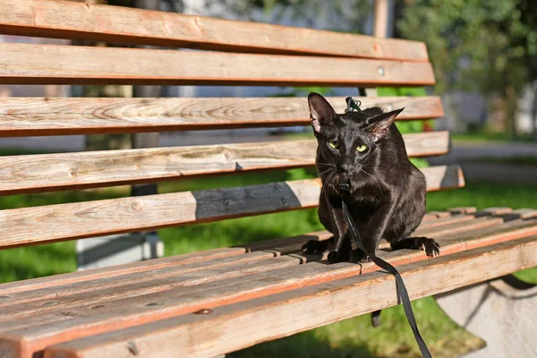 Gato Oriental Preto Senta Banco Gato Anda Sobre Uma Trela — Fotografia de Stock