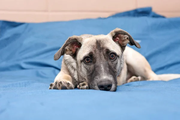 Mavi Bir Battaniyeyle Yatağa Uzanan Sevimli Bir Köpek Yavrusunun Portresi — Stok fotoğraf