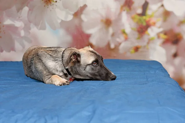 Filhote Cachorro Bonito Jaz Cama Com Cobertor Azul Cachorro Casa — Fotografia de Stock