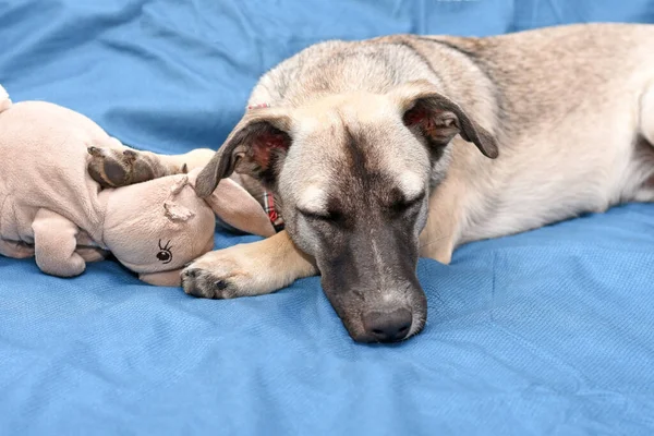 Yavru köpek mavi arka planda en sevdiği oyuncağına sarılarak uyuyor. Yatakta köpek yavrusu.