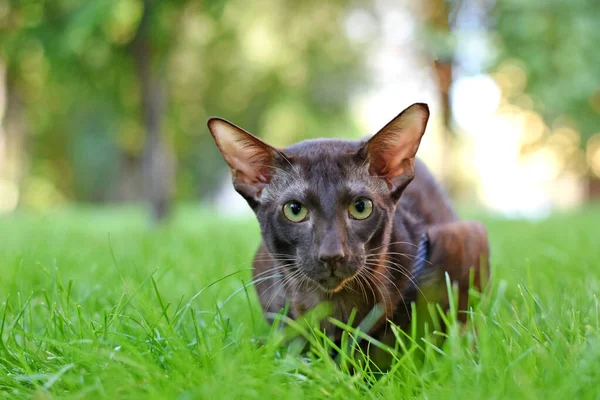 Retrato Gato Oriental Gramado Verde Gato Para Passeio — Fotografia de Stock