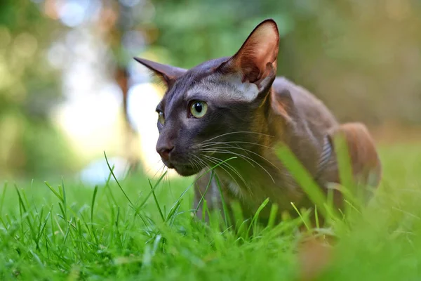 Retrato Gato Oriental Gramado Verde Gato Para Passeio — Fotografia de Stock