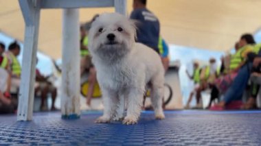 fluffy cute dog travels on the deck of a ship. The dog is blown by the wind.