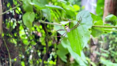 Colorful Argiope Spider on Web in Tropical Forest.