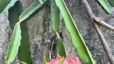 Bir daldaki ejderha meyvesinin yakın çekimi, sağlıklı bir diyet meyvesi.