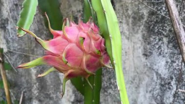 Bir daldaki ejderha meyvesinin yakın çekimi, sağlıklı bir diyet meyvesi.