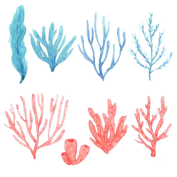 Set de brillantes algas acuarelas y corales — Foto de Stock