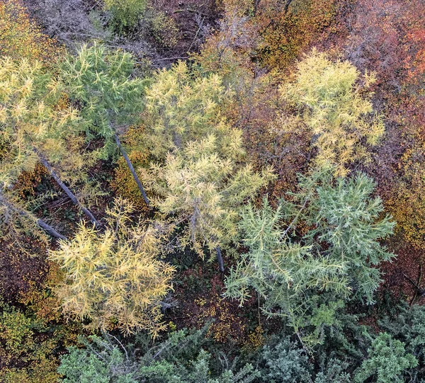 Bir Sonbahar ormanı, Geierslay rheinland-Pfalz yukarıdan görünümü