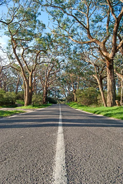 Platteland weg met eucalyptus bomen aan de zijkant — Stockfoto