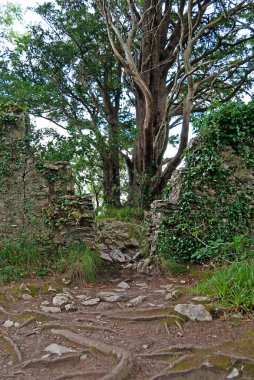 Duvar, İrlanda 'daki Killarney Ulusal Parkı' nda arka planda kalan yaşlı bir ağaçla birlikte duruyor.