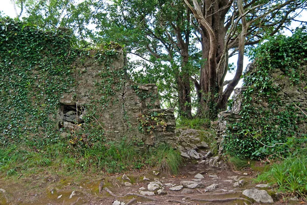 Duvar, İrlanda 'daki Killarney Ulusal Parkı' nda arka planda kalan yaşlı bir ağaçla birlikte duruyor.