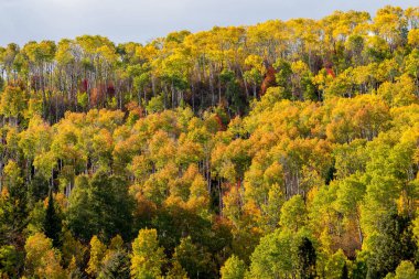 Ağaçları ile renkli yaprakları kapak bir sırt üstünde düşmek
