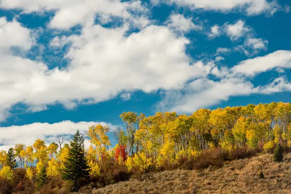 Fila de árboles de Aspen de color otoño en la parte superior de una cresta contra bl — Foto de Stock