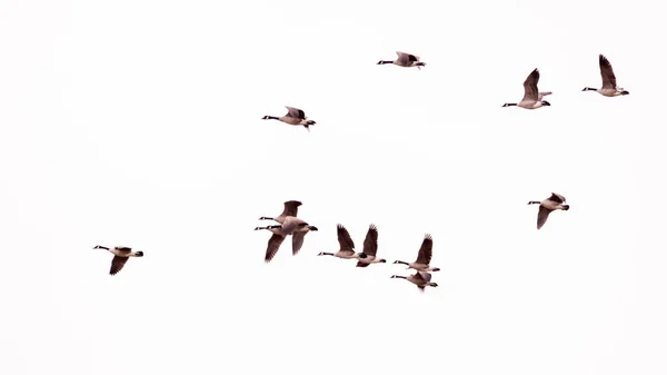 在大自然的白天飞行中的鹅群 — 图库照片