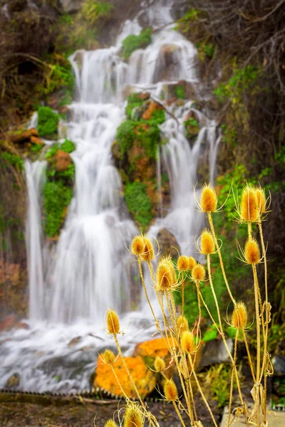 Mauvaises herbes de chardon jaune et une cascade de fond — Photo