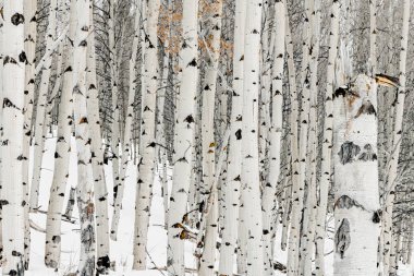 Aspen Orman zeminine kış kar kaplı 
