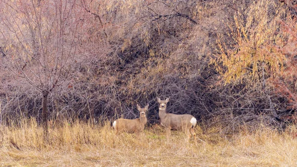 Dos ciervos capturados en cámara en el desierto — Foto de Stock