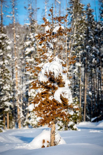 Pinheiro vermelho agulhado pinho morto no inverno com neve no groun — Fotografia de Stock