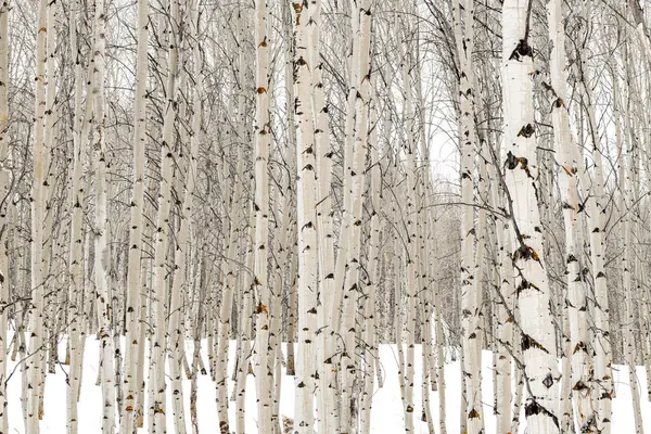 Árvores de álamo no inverno com casca embebida em água — Fotografia de Stock