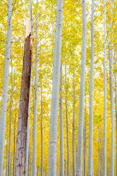 Broken poplar tree on a tree farm in Oregon during fall — Stock Photo, Image