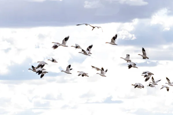 许多雪雁在陆地上飞行, 天空中有云 — 图库照片