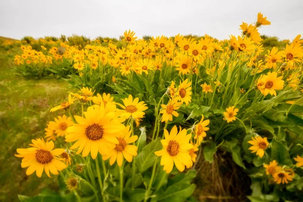 Yeşil yaprakları ile doğa bahar zamanında vahşi çiçekler