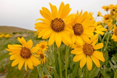 Sarı bahar kır çiçekleri yeşil yaprakları ile yakın çekim 