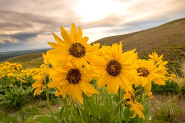 Arkadan aydınlatmalı Ayçiçeği güneş gökyüzü ve tepeler ayarı ile