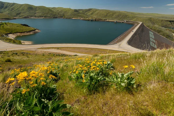 아이다호 reservoi 통해 전체 봄 꽃에서 arrowleaf balsamroot — 스톡 사진