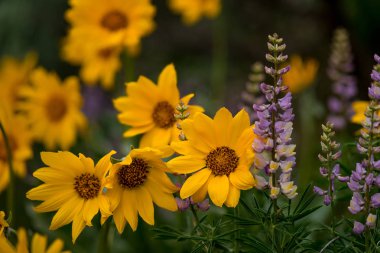 lupines and Balsamroot in nature spring time in full color clipart