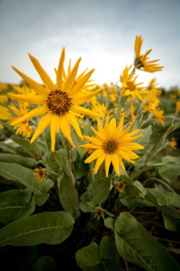 Sarı Balsamroot çiçeklerle benzersiz sivri satıyor