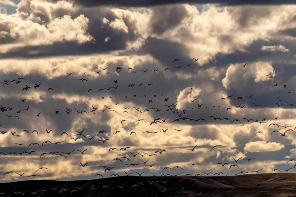 Migrating geese fly off into a cloudy sky at sunset — Stock Photo, Image